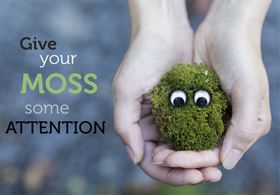 Give attention to your moss